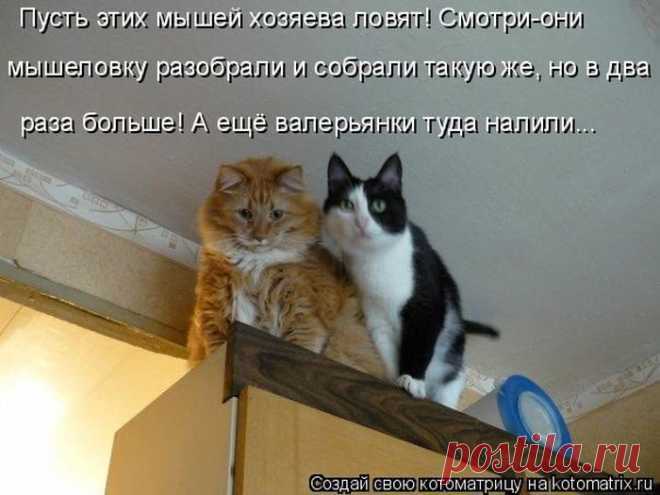 Самые смешные котоматрицы прошедшей недели / Питомцы