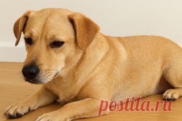 🦠 Блохи у собак — маленькие, но опасные паразиты! Узнайте, как вовремя распознать их, защитить питомца и очистить дом. Профилактика и лечение спасут здоровье вашего любимца. 🐶💙

#Собаки#Блохи#Питомцы#Ветеринария#ЗдоровьеЖивотных#УходЗаСобаками
Изображение от ChatGPT