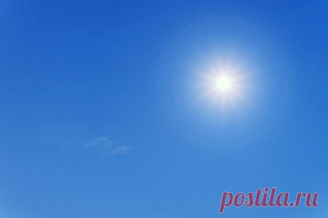 Растения, помогающие улучшить работу памяти