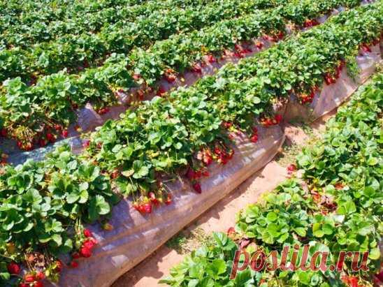 Диета для клубники🍓🍓🍓
Эта ягода способна давать фантастические урожаи, но чтобы получить хорошую отдачу, ее надо удобрять. С весны и до конца лета, строго по расписанию и четко по норме. 
Всего за сезон клубнике надо шесть подкормок. 
1. Во время активного роста листьев: 
1 чайную ложку мочевины растворить в 10 л воды и полить грядки. Норма расхода питательного раствора - ведро на 1 м2. 
2. Перед цветением: 2 г биопрепарата иммуноцитофит растворить в 10 л воды и опрыснуть растения. 
3. В