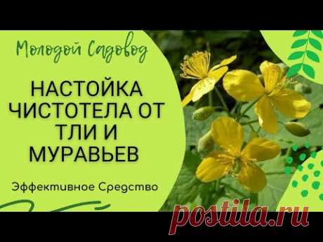 Как избавится от ТЛИ, МУРАВЕВ, ТРИПСЫ без химии | Чистотел против тли | Чистотел уничтожает тлю.