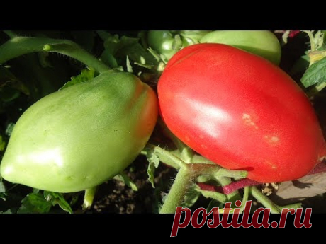 ТОМАТ ПЕТРУША ОГОРОДНИК. ВИДЕООБЗОР. Ольга Чернова 25 июля.