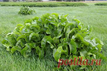 Листья хрена – единственные из растений, способные вытягивать соль через поры кожи — Journal women❜s