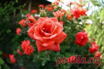 Уход за розами в июле: черенкование и обрезка | "Ваши 6 соток" с Андреем Тумановым | Дзен