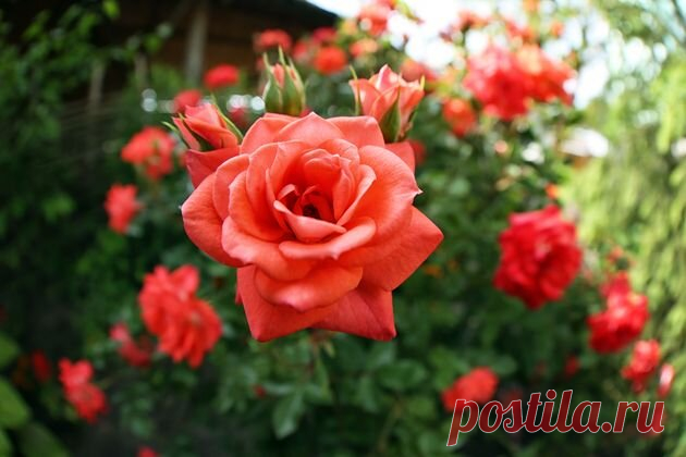 Уход за розами в июле: черенкование и обрезка | 