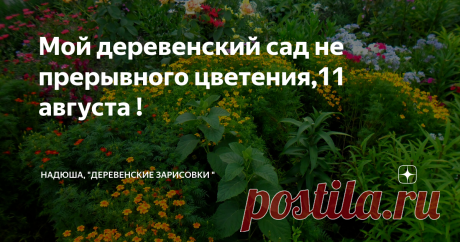 Мой деревенский сад не прерывного цветения,11 августа ! Все утро крутится песня  в голове !                                                                                                                        Закружилась, в саду карусель !                                                                                                                                                                         Рыжая осень, в прятки играет                                       ...
