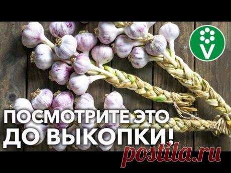 СДЕЛАЙТЕ ТАК И ЧЕСНОК СОХРАНИТСЯ ДОЛГО! Простые и эффективные рекомендации по выкопке чеснока