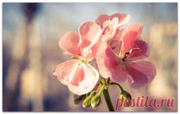 Ах, Любовь! Я так мечтаю быть такой же, как и ты! – Восхищённо повторяла Влюбленность. - Ты намного сильнее меня.

- А ты знаешь, в чём моя сила? – Спросила Любовь, задумчиво качая головой.

- Потому что ты важнее для людей.

- Нет, моя дорогая, совсем не поэтому, – вздохнула Любовь и погладила Влюблённость по голове. – Я умею прощать, вот что делает меня такой.

- Ты можешь простить Предательство?

- Да, могу, потому что Предательство часто идёт от незнания, а не от злого...