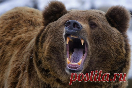This Bear Brought Something Into the Hospital That No One Could Explain