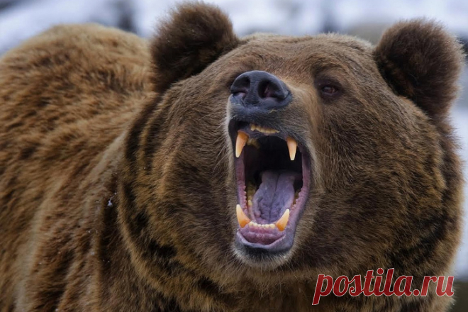 This Bear Brought Something Into the Hospital That No One Could Explain