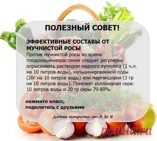 Екатерининский | Садовые растения, цветы,саженцы