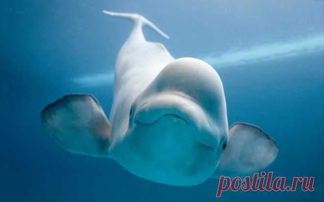 Beluga.