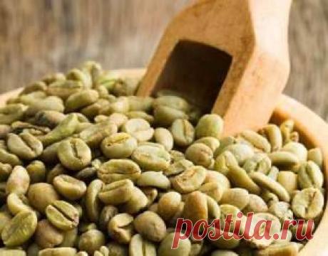 Основные полезные свойства зеленого кофе | Народная медицина
Обычному человеку приходится сталкиваться уже с обжаренными зернами кофе, поэтому в народе устоялась мысль, что кофейные зерна имеют темно-коричневый цвет. На самом же деле натуральный сырой кофе имеет зеленый цвет. Поэтому, когда говорят — полезные свойства зеленого кофе — имеют в виду именно сырой продукт. Это важное замечание, так как после обжарки некоторые из качеств зерен теряются.