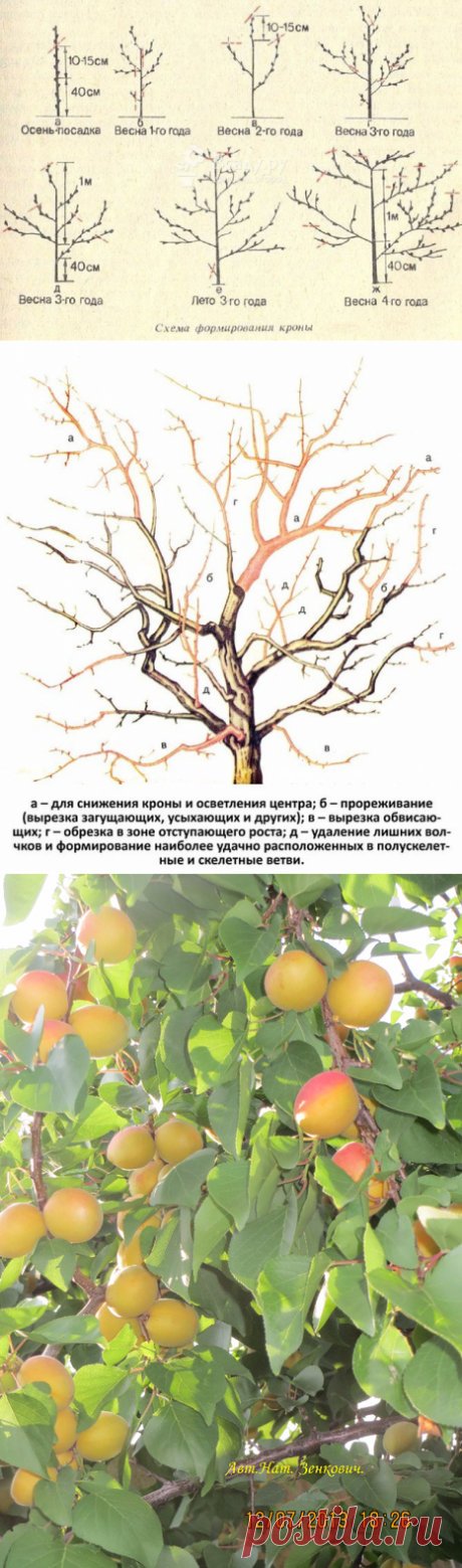 КАК ЛУЧШЕ СДЕЛАТЬ ОБРЕЗКУ АБРИКОСА.