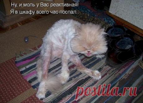 Выпуск №6027 - выпуск анекдотов сайта вокруг смеха