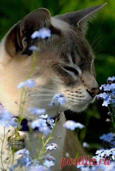 мню - Google+