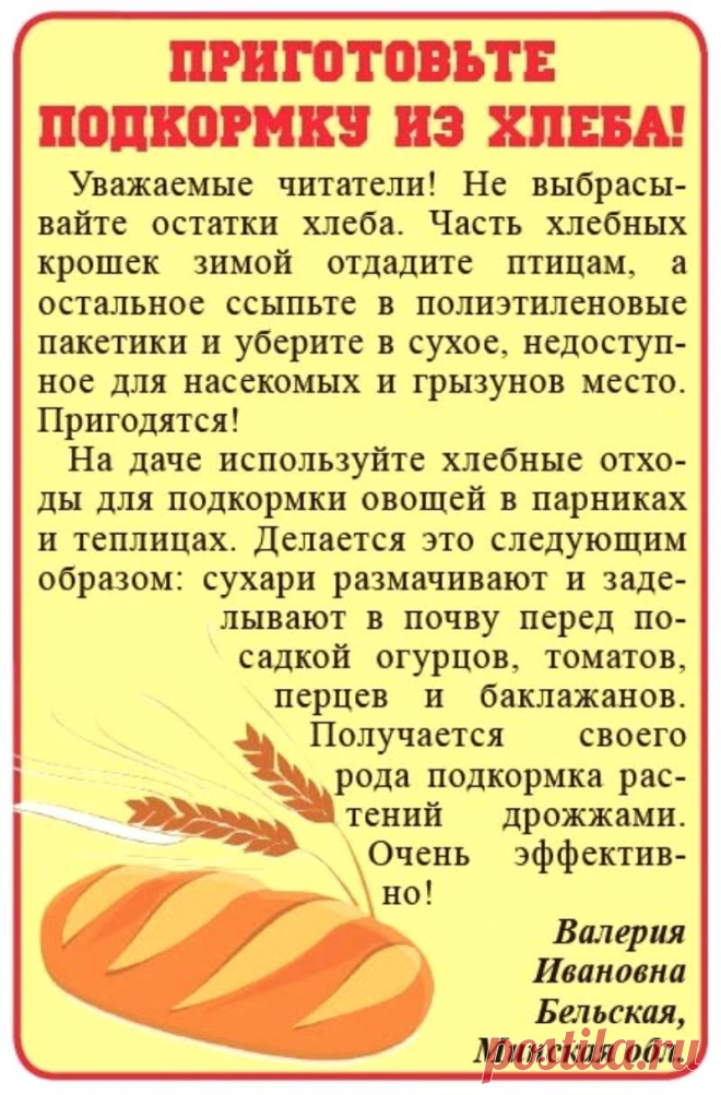 Подкормка из хлеба