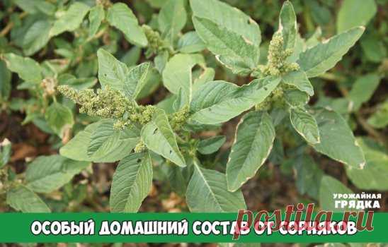 Хочу рассказать, как я борюсь с сорняками у себя на садовых дорожках и между клумб с цветами.
Много лет назад, когда создавала свой цветник, я использовала пленку между клумбами: стелила пленку и потом засыпала все гравием. Несколько лет я не знала хлопот: там было чисто и сорняки не росли. Но со временем земля насыпалась и сорняки стали прорастать на моих дорожках и в цветнике.
Совсем недавно я нашла способ с ними бороться. Борьбу с сорняками можно вести с помощью уксуса, поскольку он очень эф