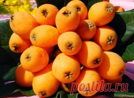 Мушмула: правила выращивания и ухода в условиях дома