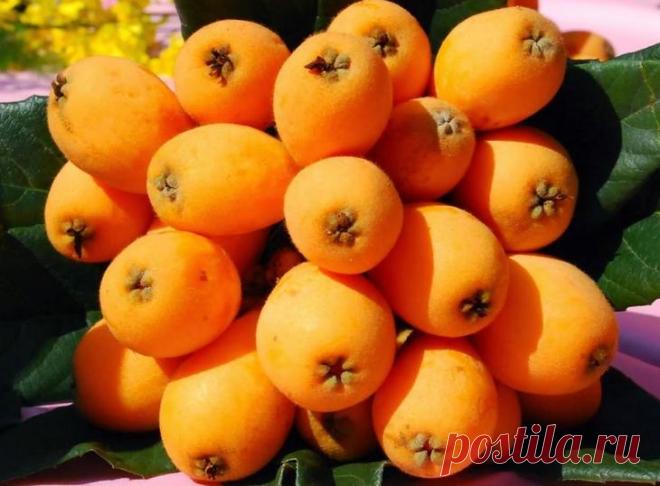 Мушмула: правила выращивания и ухода в условиях дома