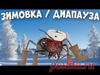 Где и как зимуют муравьи