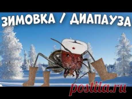Где и как зимуют муравьи