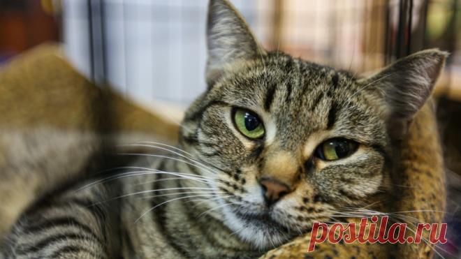 Кошка на эскалаторе покорила интернет-пользователей На кадрах видно, как животное занимает одну из ступеней эскалатора и спокойно ждет, когда ее поднимут выше.