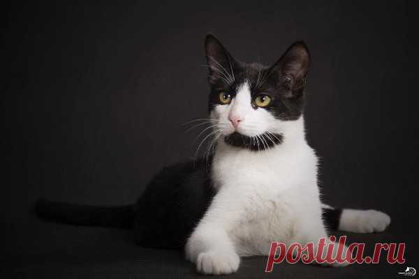 Дружелюбный красавец кот Марио в добрые руки. Москва и МО – ЗАЩИТА ЖИВОТНЫХ, пользователь Любовь Морган | Группы Мой Мир