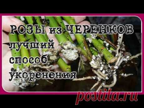 РАБОТАЕТ на 100%! Укоренение черенков роз. САМЫЙ ЛУЧШИЙ СПОСОБ!
