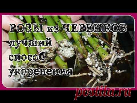 РАБОТАЕТ на 100%! Укоренение черенков роз. САМЫЙ ЛУЧШИЙ СПОСОБ!