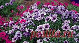 (+1) комм - Петуния | 6 соток