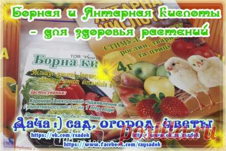 Борная и янтарная кислоты | Дачный сад и огород