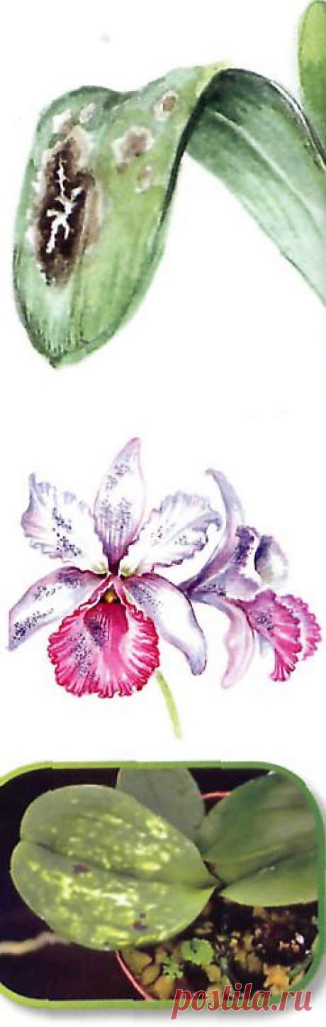 - Болезни орхидей