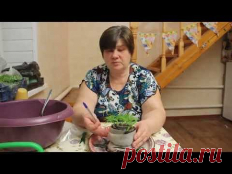 Пикируем перец в "пеленку".