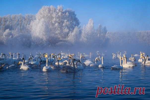Фото дня. Белоснежные гости из Заполярья.