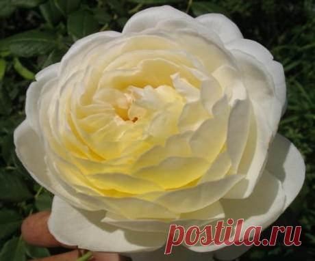 Клер_Остін_Claire_Austin