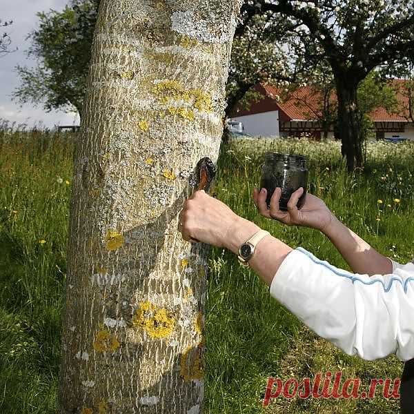 Как и чем лечить стволы и ветви.