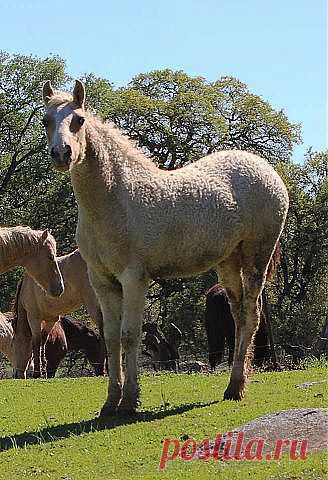 лошади(американский кудрявый башкир)