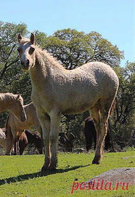 лошади(американский кудрявый башкир)