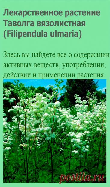 Лекарственное растение Таволга вязолистная (Filipendula ulmaria). Многолетнее прямостоячее растение с граненым стеблем высотой 1-1,5 м. Листья прерывисто-перистые с 2-5 парами крупных, по краям двояко-зубчатых, яйцевидных листочков. Желтовато-белые мелкие цветки с очень сильным запахом собраны в многолучевые ложные зонтики.