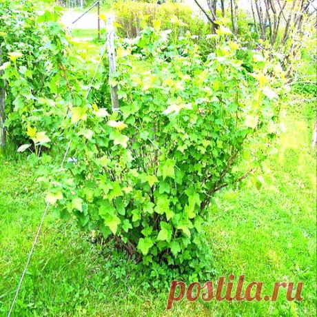 Хрен для защиты | Друг пенсионера
После заготовки припра­вы из хрена остается мно­го отходов. Их можно ис­пользовать для борьбы с вредителями.