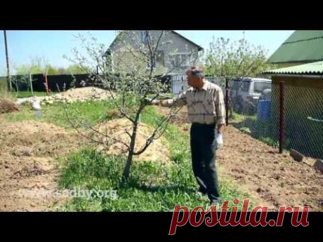 Как выпрямить наклоненное дерево