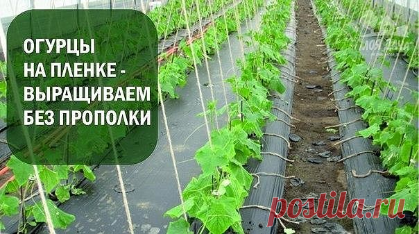 (93) Одноклассники