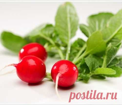 Готовим необычные блюда из редиса