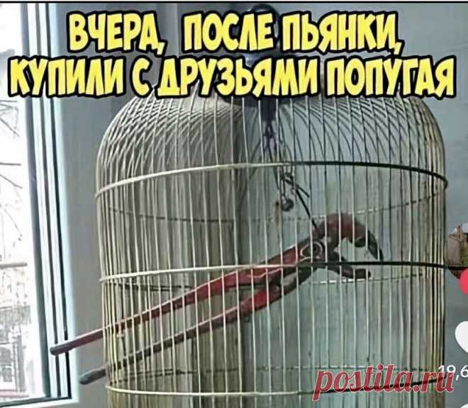 Выпуск №6674 - выпуск анекдотов сайта вокруг смеха