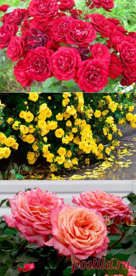 Пересадка  | Самоцветик