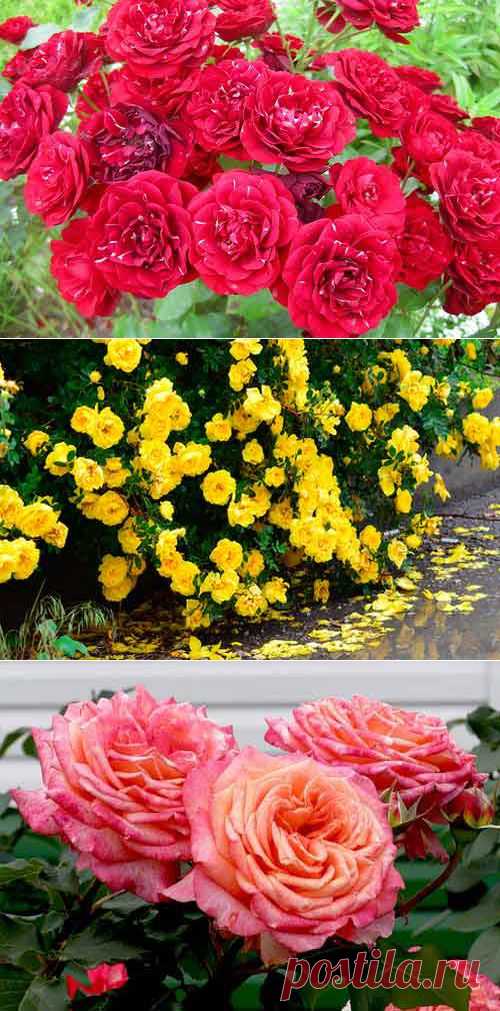 Пересадка  | Самоцветик