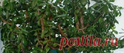 Толстянка (денежное дерево)- лечебные свойства и противопоказания