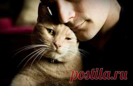 Кошка как показатель вашего благополучия | Ilike.pet | Яндекс Дзен