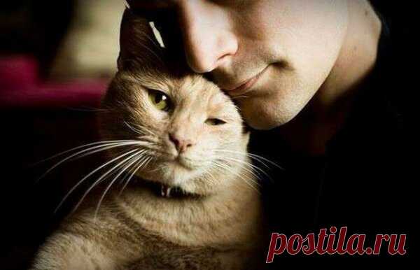Кошка как показатель вашего благополучия | Ilike.pet | Яндекс Дзен
